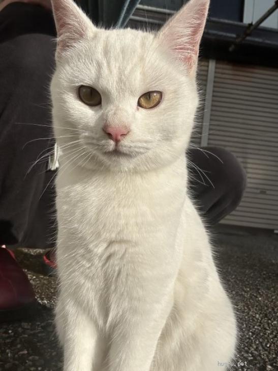 猫の里親募集】福島県・雑種・モコモコ白猫ちゃん（ID:2602-01333