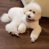 スタンダードプードル