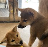 柴犬