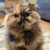 スコティッシュフォールド