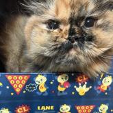 スコティッシュフォールド