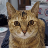雑種