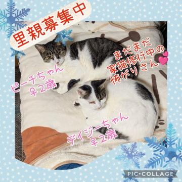 猫の里親募集】愛知県・雑種・キジ白のフォルテちゃん（ID:2510-00532