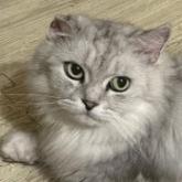 雑種