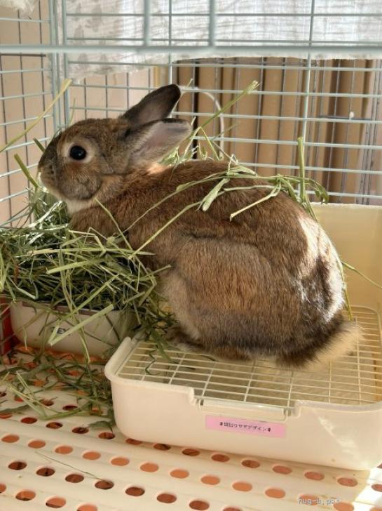 小動物の里親募集】大阪府・ウサギ・保護うさぎ ふうちくん（師走っこ2
