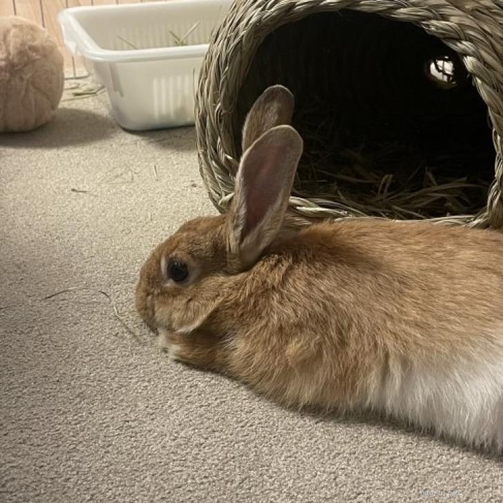 国内有名作家様　小さな子ウサギちゃん　新オーナー様募集 ちっちゃくてカワイイこうさぎ🐰 生後2ヶ月のネザーランド