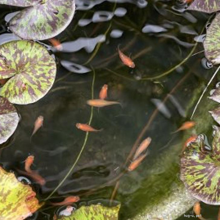 魚の里親募集】山形県・メダカ・真っ赤な可愛いメダカの里親になってください❣️（ID:2410-00562）｜ハグー -みんなのペット里親情報