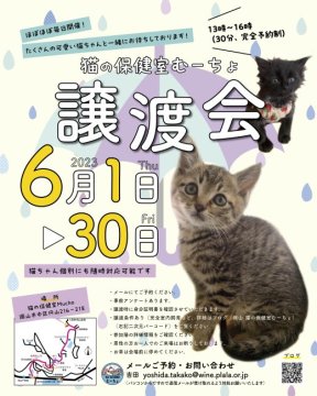 譲渡会 猫の譲渡会＠猫の保健室Mucho(岡山県)｜ハグー -みんなのペット