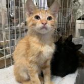 雑種