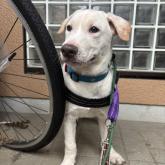 雑種