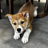 雑種