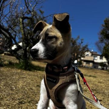 システムペット売ります（受け渡し鳥取県市内限定） 【公式通販】