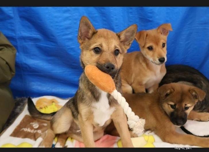 犬の里親募集】大阪府・雑種・人懐こくて可愛く飼いやすい仔犬（ID