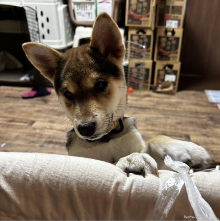 犬の里親募集】大阪府・雑種・超人懐こくて可愛い仔犬🩷（ID:2512