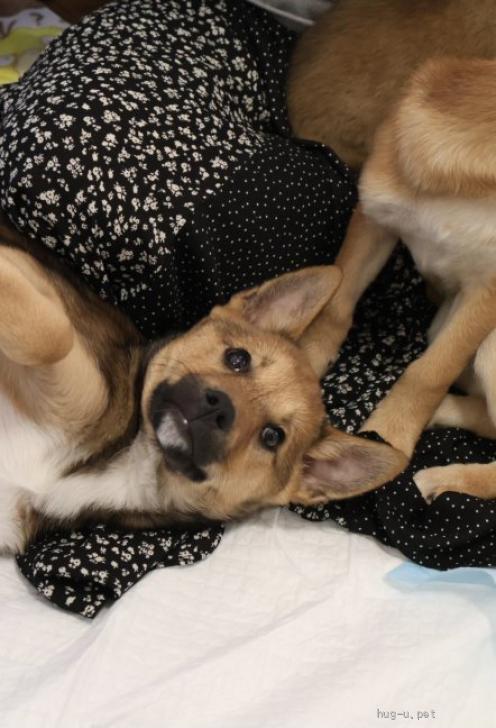 犬の里親募集】大阪府・雑種・人懐こくて可愛く飼いやすい仔犬（ID