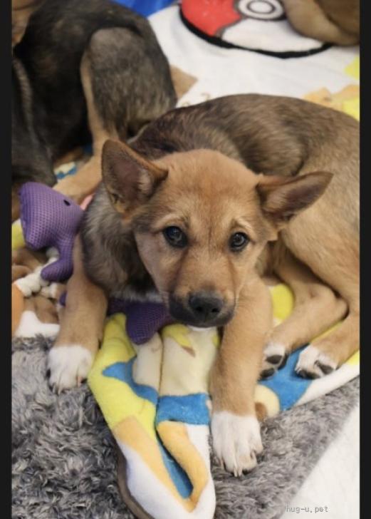 犬の里親募集】大阪府・雑種・人懐こくて可愛く飼いやすい仔犬（ID