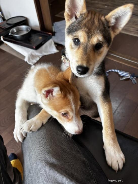 犬の里親募集】大阪府・雑種・超人懐こくて可愛い仔犬🩷（ID:2512