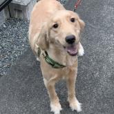 ゴールデンレトリバー