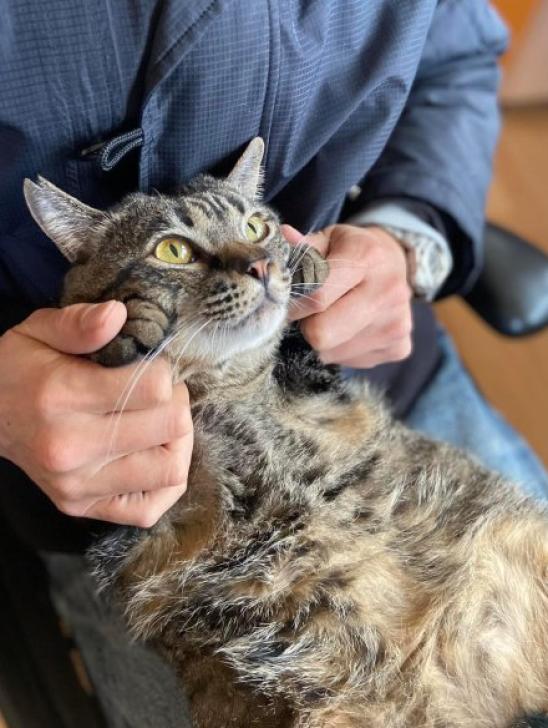 猫の里親募集】山梨県・雑種・重量感がたまらないデカニャンコ⭐︎パン