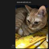 雑種