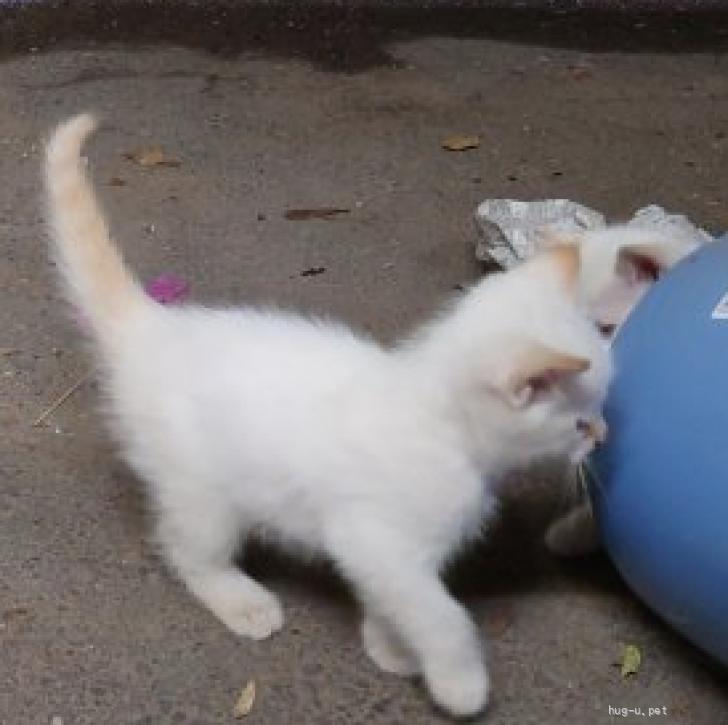 猫の里親募集】茨城県・雑種・茨城県水戸市 笹かま猫 子猫（ID:2606