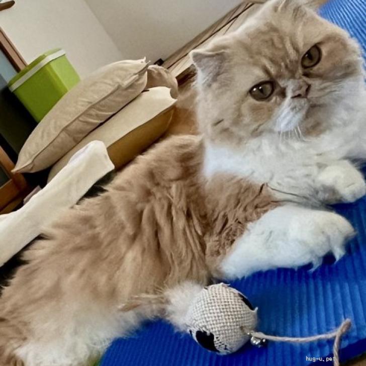 猫の里親募集】埼玉県・雑種・甘えん坊のエキゾチックショートヘア（ID