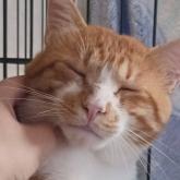 雑種