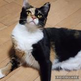 雑種