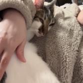 雑種