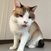 雑種