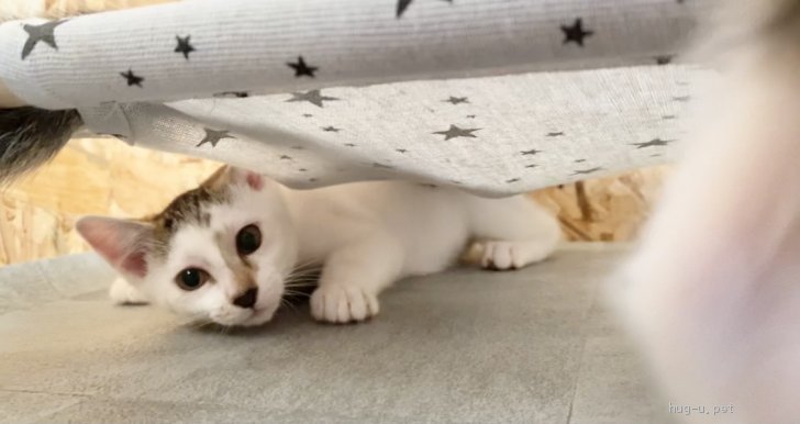 猫の里親募集 千葉県 雑種 奇跡の猫 幸せを呼ぶ猫 アラレちゃん ハグー みんなのペット里親情報 Id 2107