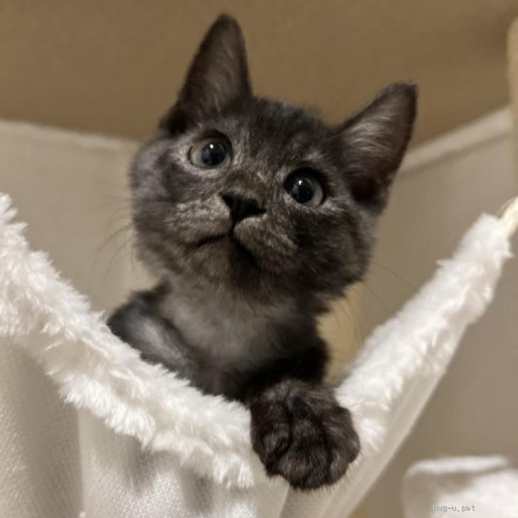 猫の里親募集】千葉県・雑種・お膝ねこちゃんの可愛い可愛いウルソンくんです♡（ID:2310-01126）｜ハグー -みんなのペット里親情報