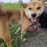 柴犬