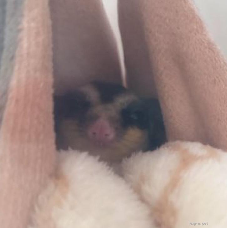 小動物の里親募集】大阪府・フクロモモンガ・モモンガ兄弟（ID:2604