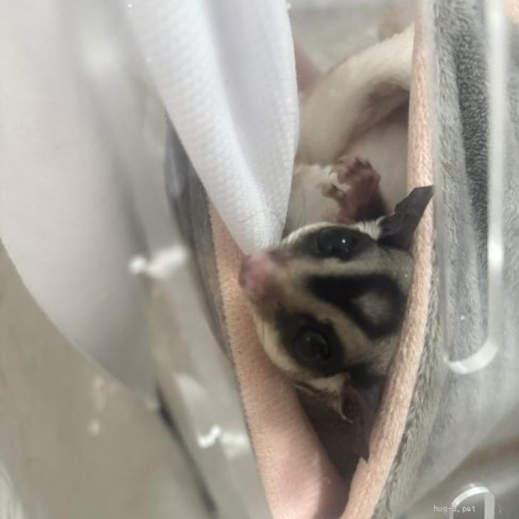 小動物の里親募集】大阪府・フクロモモンガ・モモンガ兄弟（ID:2604