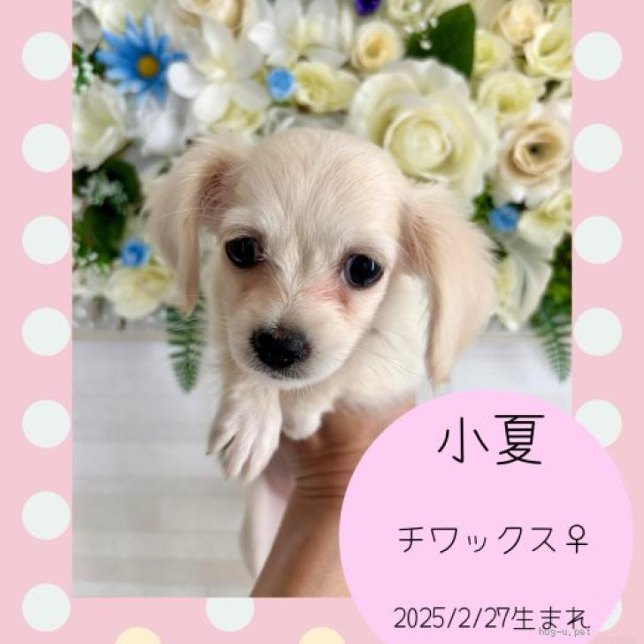 犬の里親募集】千葉県・チワワ×ミニチュアダックス・チワックス