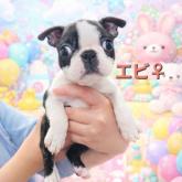 ボストンテリア