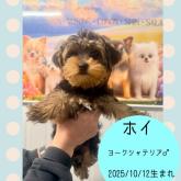 ヨークシャーテリア