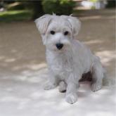 ウエストハイランドホワイトテリア