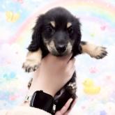 カニンヘンダックスフンド(ロング)