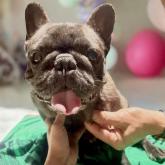 フレンチブルドッグ