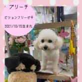 ビションフリーゼ