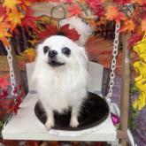 チワワ(ロング)