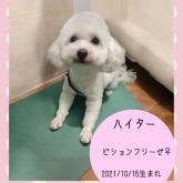 ビションフリーゼ