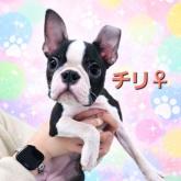 ボストンテリア