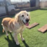 ゴールデンレトリバー