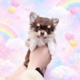 チワワ(ロング)