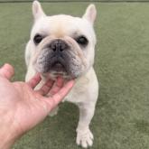 フレンチブルドッグ