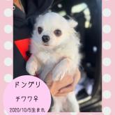 チワワ(ロング)