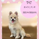 ポメラニアン